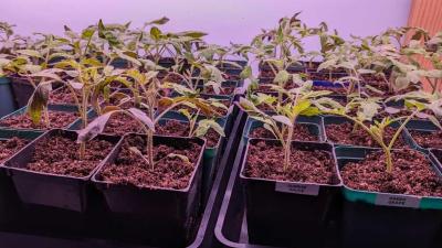 It’s Time to Start Growing Your Own Seedlings