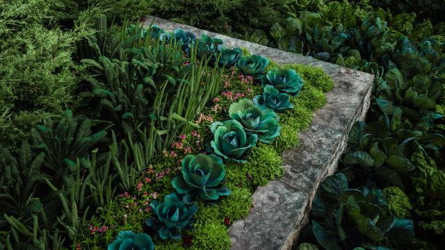 Why ‘Foodscaping’ Is Better Than Regular Landscaping