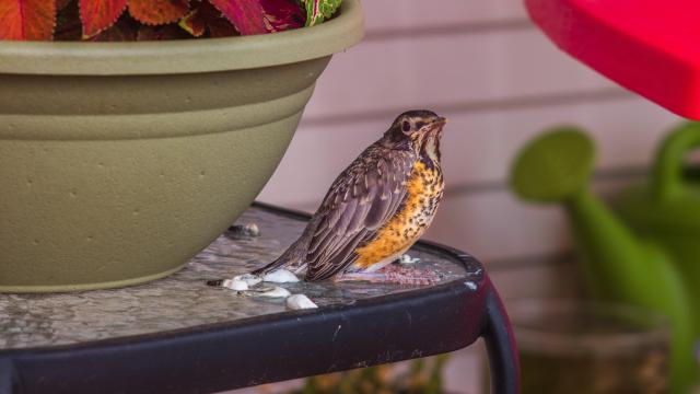The Best (and Worst) Ways to Clean Bird Poop From Your Pergola