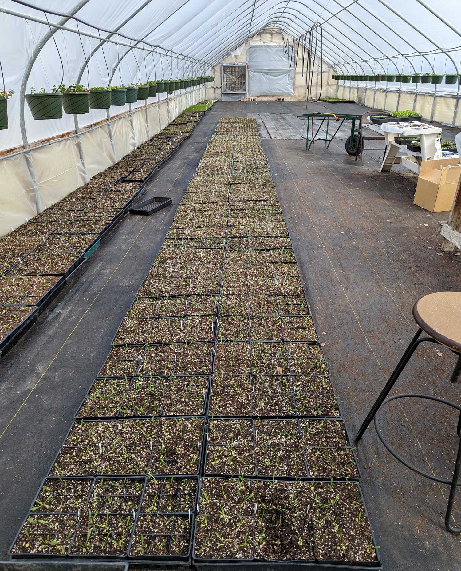 These seedlings are soft. Just look at these accommodations: 80 degree heat, high moisture and lots of TLC. 42nd Street Greenhouse in Salt Lake City, Utah. (Photo: Amanda Blum)