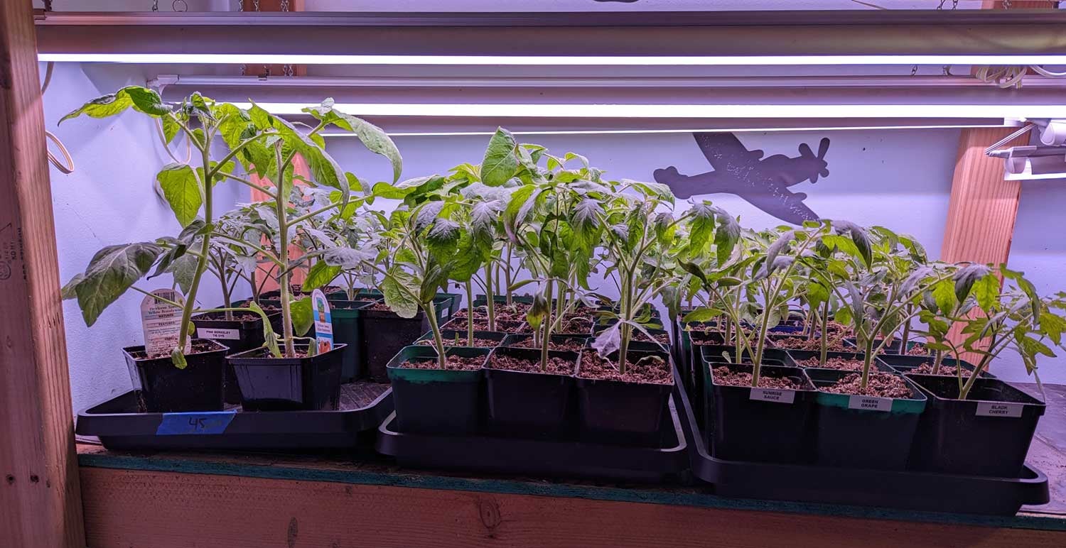 How to Move Your Seedlings Outside Without Killing Them