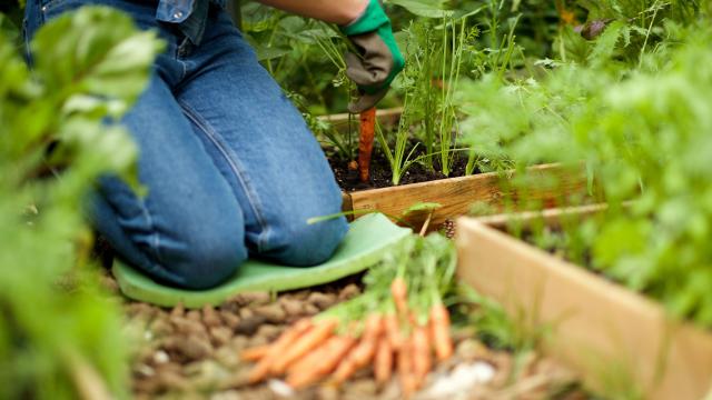 Gardening Doesn’t Have to Wreck Your Body