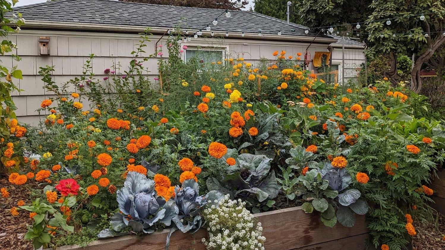My reminder to plant fewer African marigolds next year. (Image: Amanda Blum)