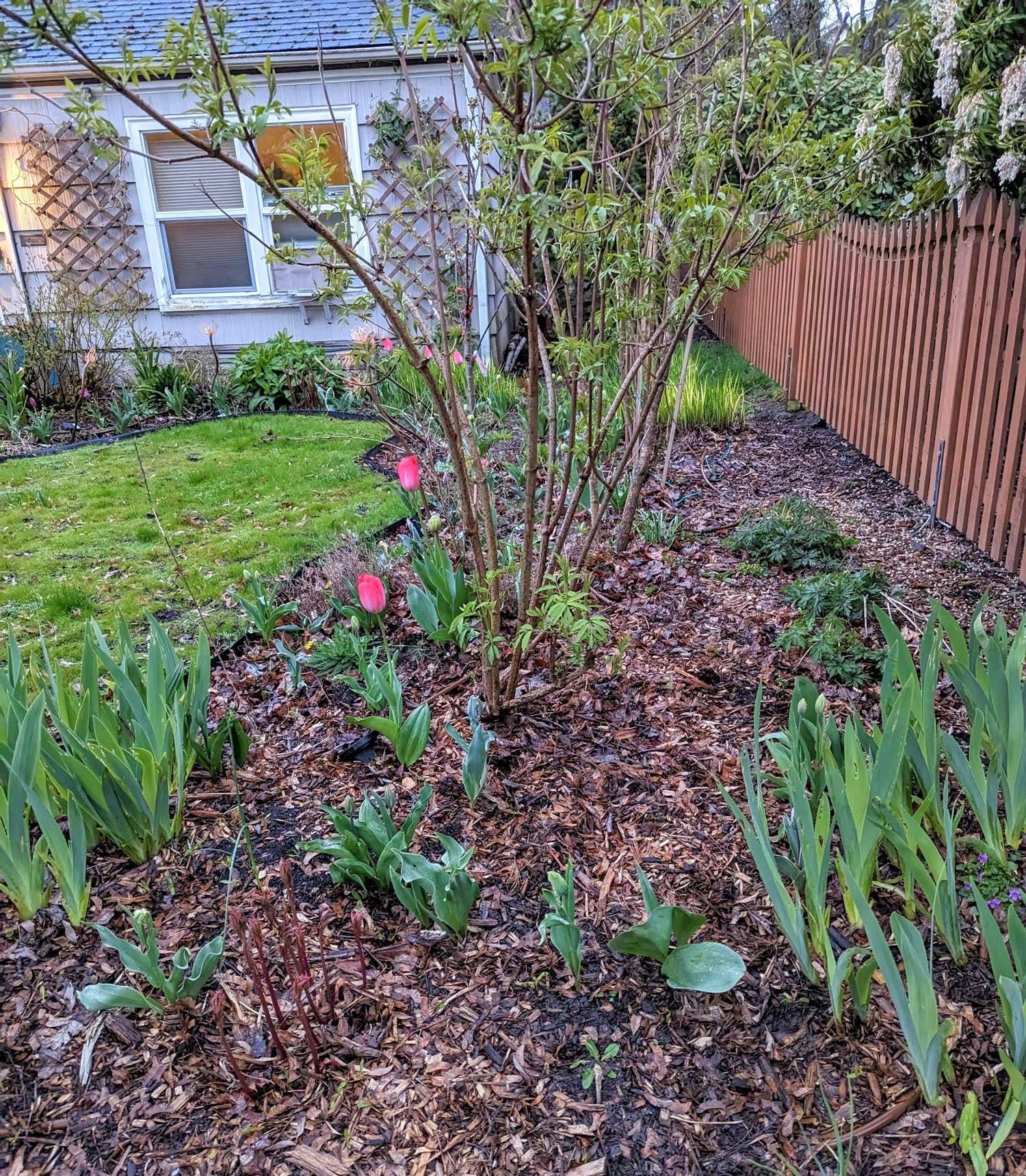 There's a lot of bare spots here for possible tulips next year.  (Image: Amanda Blum)