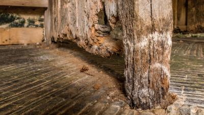 How to Tell the Difference Between Wood Rot and Termite Damage