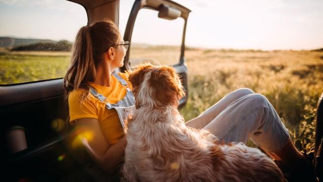 8 Things to Consider Before Taking Your Dog on a Road Trip