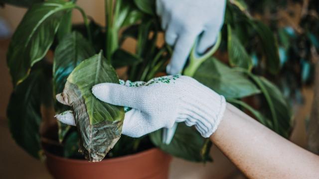 5 Questions to Consider if You Want to Keep Your Houseplants Healthy