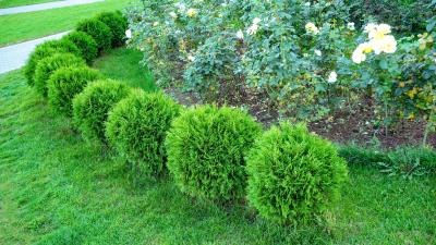 The Difference Between Shrubs and Bushes (and Why It Matters)