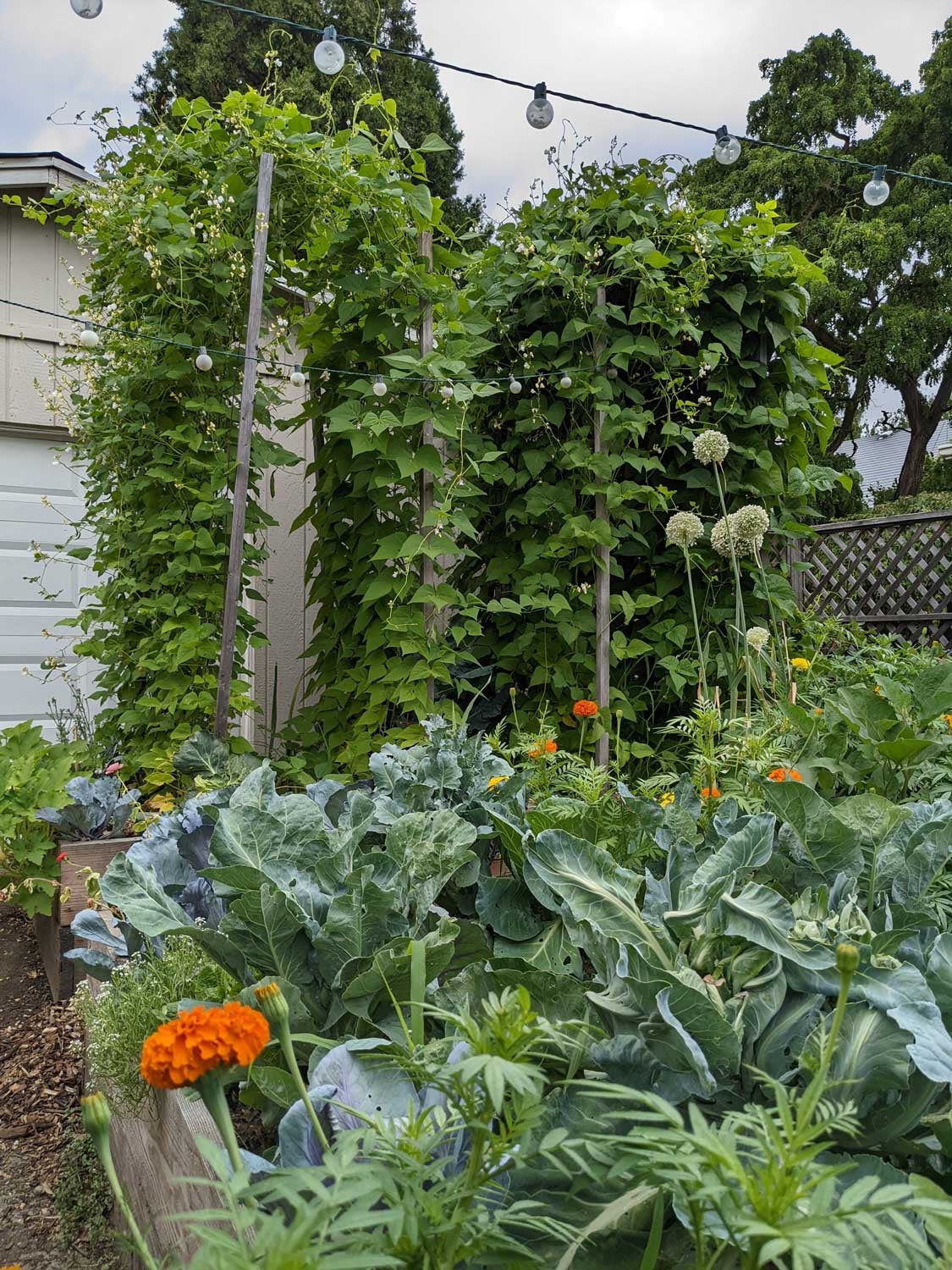 These tall trellises allow pole beans to climb infinitely, and create a focal point in the garden.  (Photo: Amanda Blum)