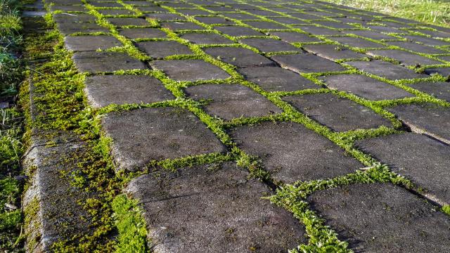 Use Baking Soda to Get Rid of Moss Growing on Your Footpath and Driveway