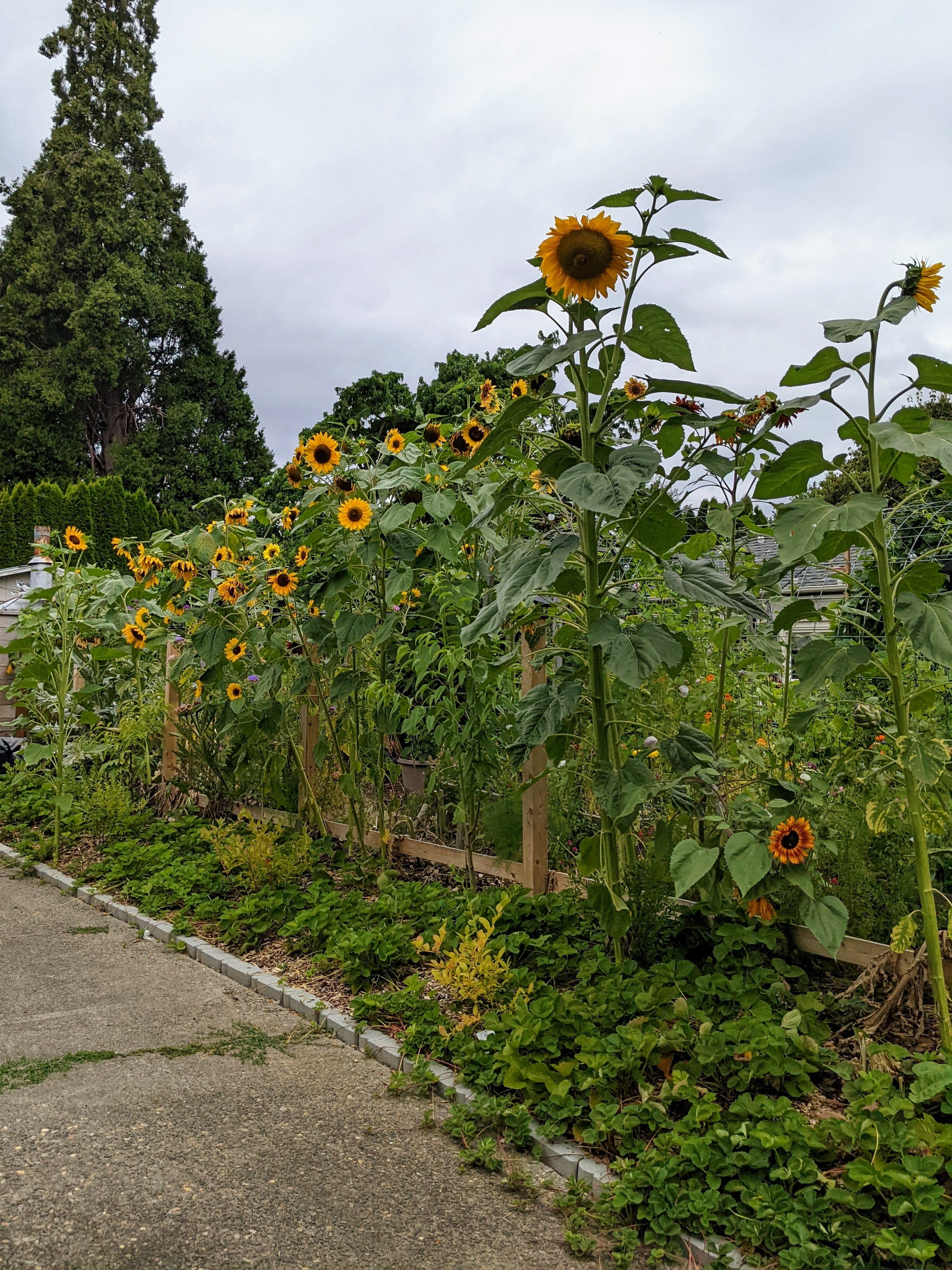 The back of my flower wall from my neighbours view. The 4.57 m sunflowers tower over everything.  (Photo: Amanda Blum)
