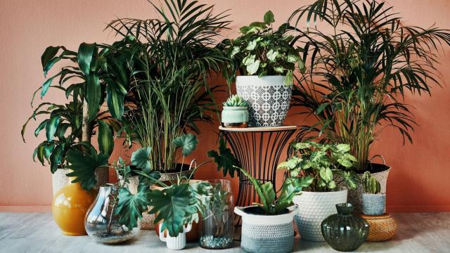 You Should Put Sponges in Your Houseplants