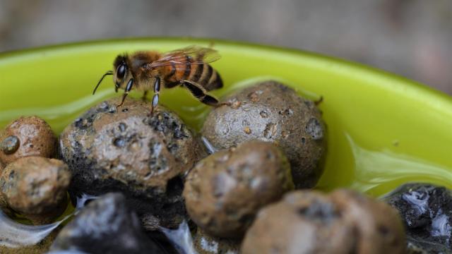 Make a Bee-Friendly Watering Hole for Your Garden