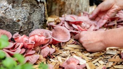 Plant Mushrooms (and Other Fungi) in Your Garden to Improve Soil Health