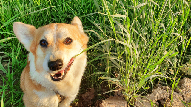 Why Do Dogs Eat Grass and Is It Safe?