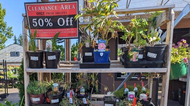 Why Those Half-Dead Plants Are Actually a Good Deal