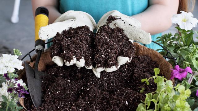 Why You Don’t Need to Sterilise Your Soil