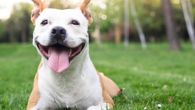 10 Things You’re Getting Wrong About Your Dog’s Happiness