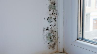 What Do the Different Colours of Mould in My House Mean?