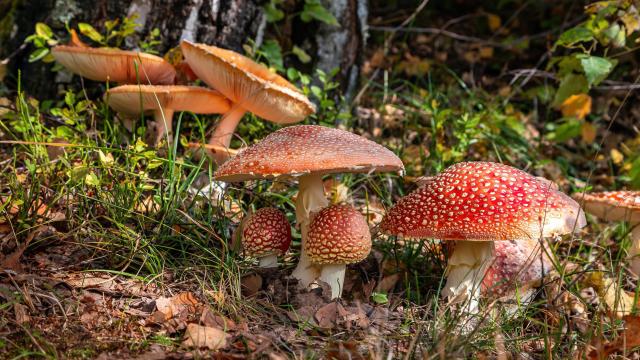 11 of the Best Ways to Identify Wild Mushrooms