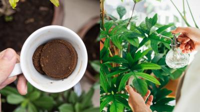 Should I Put Coffee Grounds on My Indoor Plants?