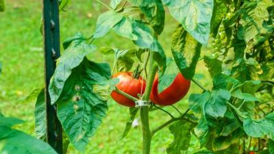 The 3 Best Ways to Trellis Your Tomatoes