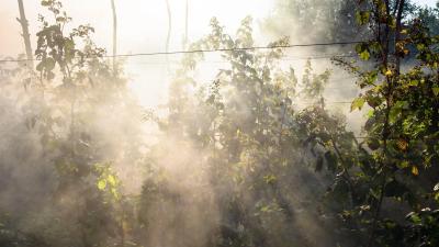 3 Ways to Help Your Garden Recover From Smoke