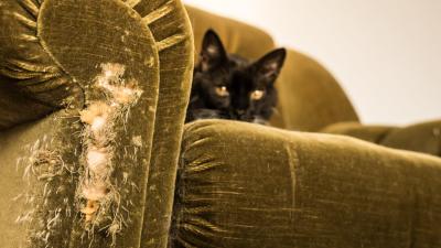 The Easiest Ways to Fix Cat Scratches on Your Furniture