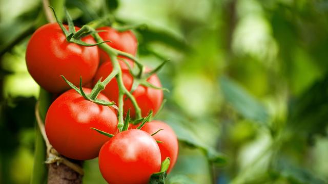 4 Ways to Preserve All Your Tomatoes at the Same Time