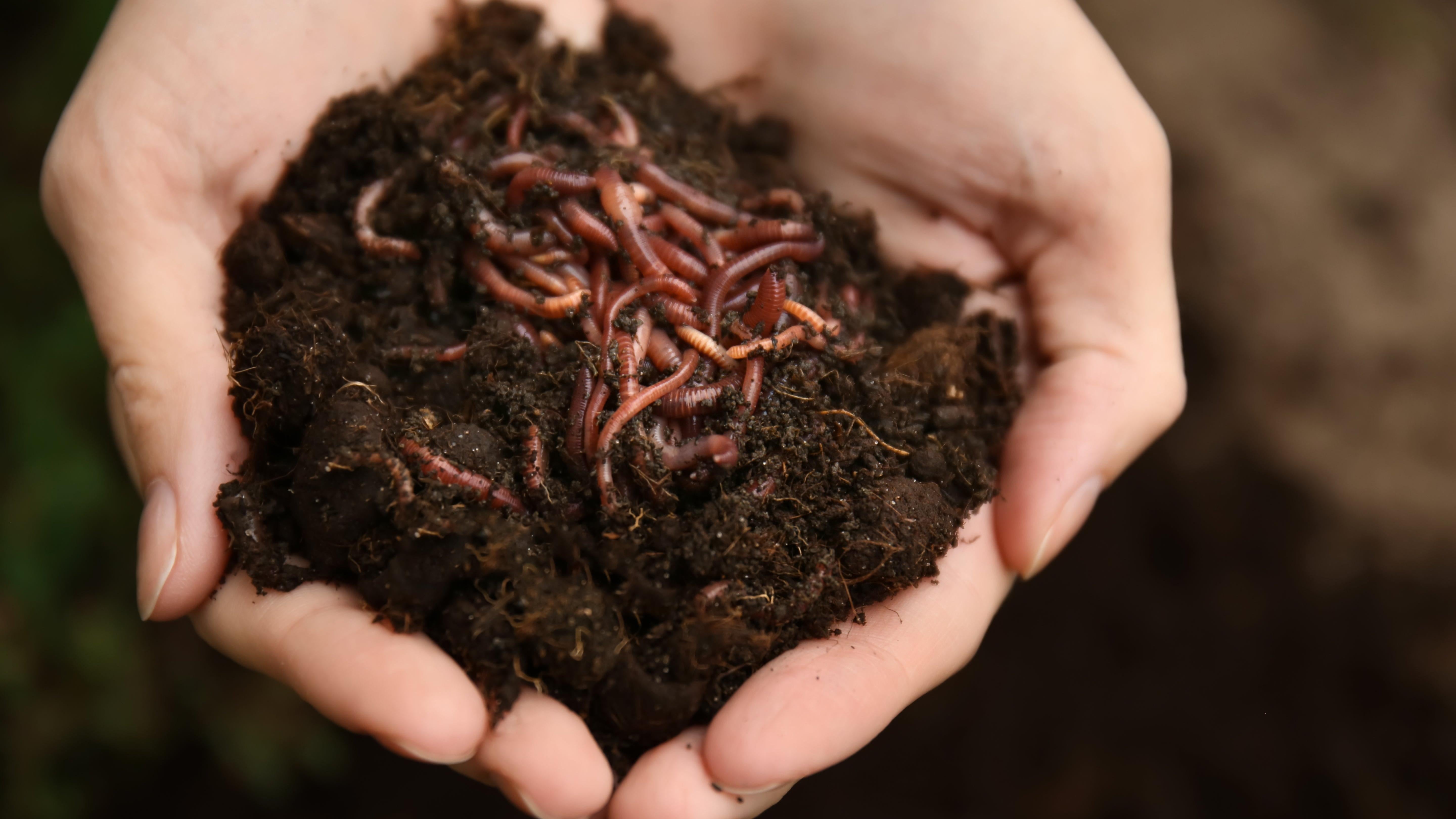 Как сделать почву в домашних условиях. Биогумус калифорнийские черви. Почвенные червячки.