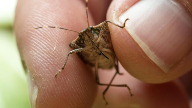 10 Bugs Scientists Want You to Squash Immediately