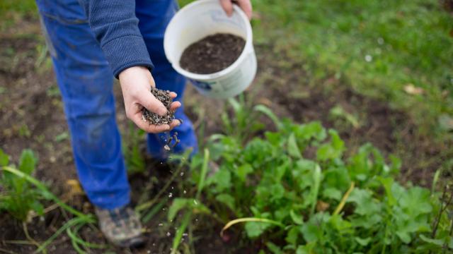 How to Choose the Best Autumn Fertiliser for Anything in Your Garden