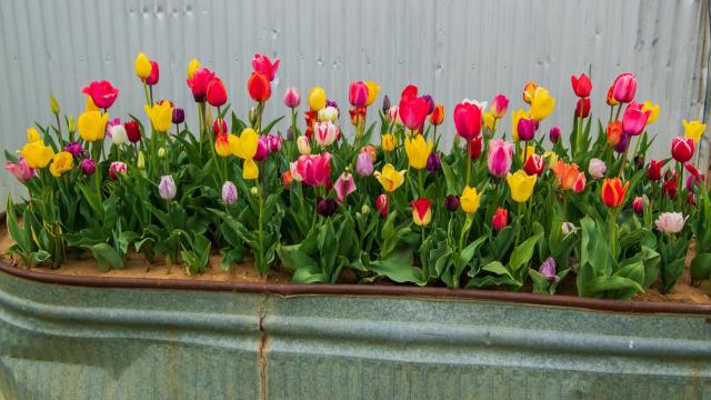 Layer Your Bulbs in Planters to Get Months of Flowers