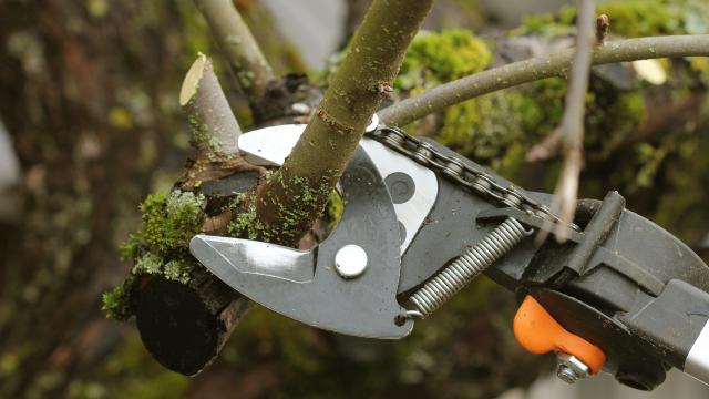 How to Disinfect Your Pruning Tools (and Why You Should)