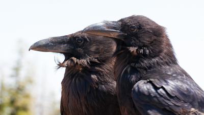 Evil Week: How to Befriend Crows and Turn Them Against Your Enemies