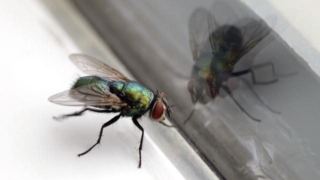 What to Know About Australia’s Most Common Flies and How to Keep Them Away