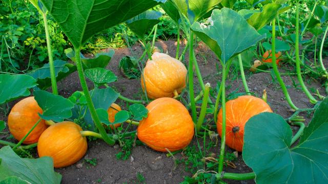 How to Keep Your Pumpkin Plants Alive Until Halloween