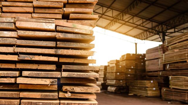 The Difference Between Hardwood and Softwood, and When to Use Each
