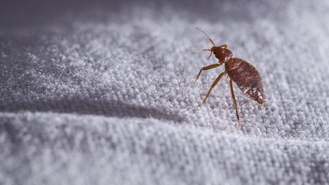 What to Do If You Find Bed Bugs In Your Hotel Room