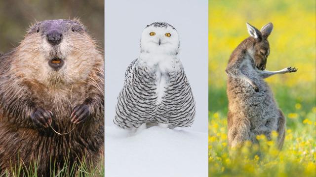 Please Enjoy These Pictures From the Comedy Wildlife Photography Finalists