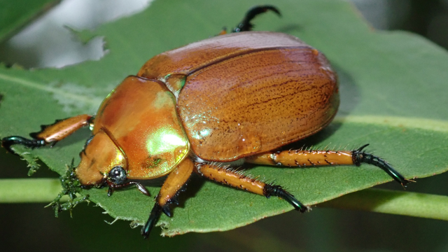 Scientists Want to Know if Christmas Beetles Are Really Disappearing
