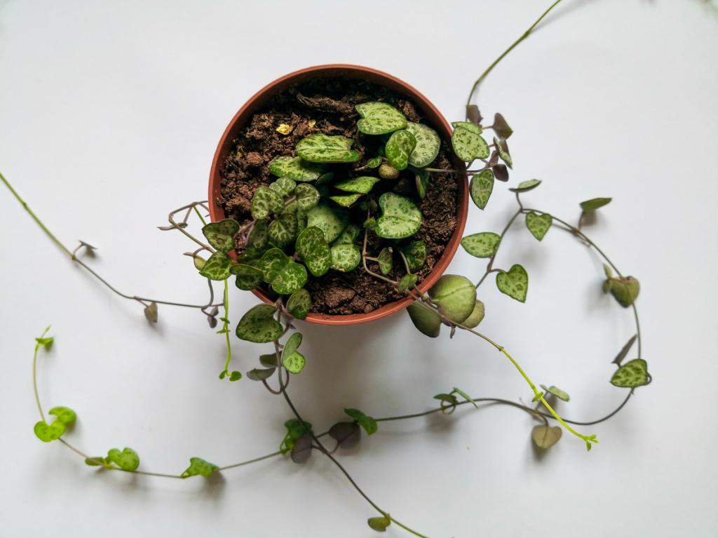 Low maintenance and low-light plants - string of hearts plant.