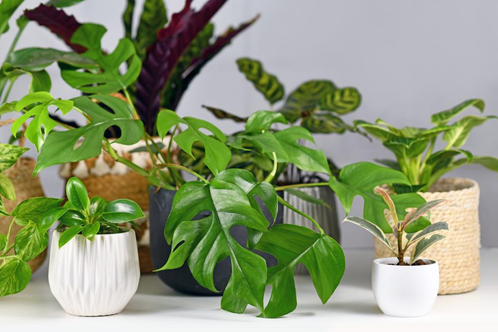 Different types of indoor plants like Rhaphidophora, Ficus or Philodendron.