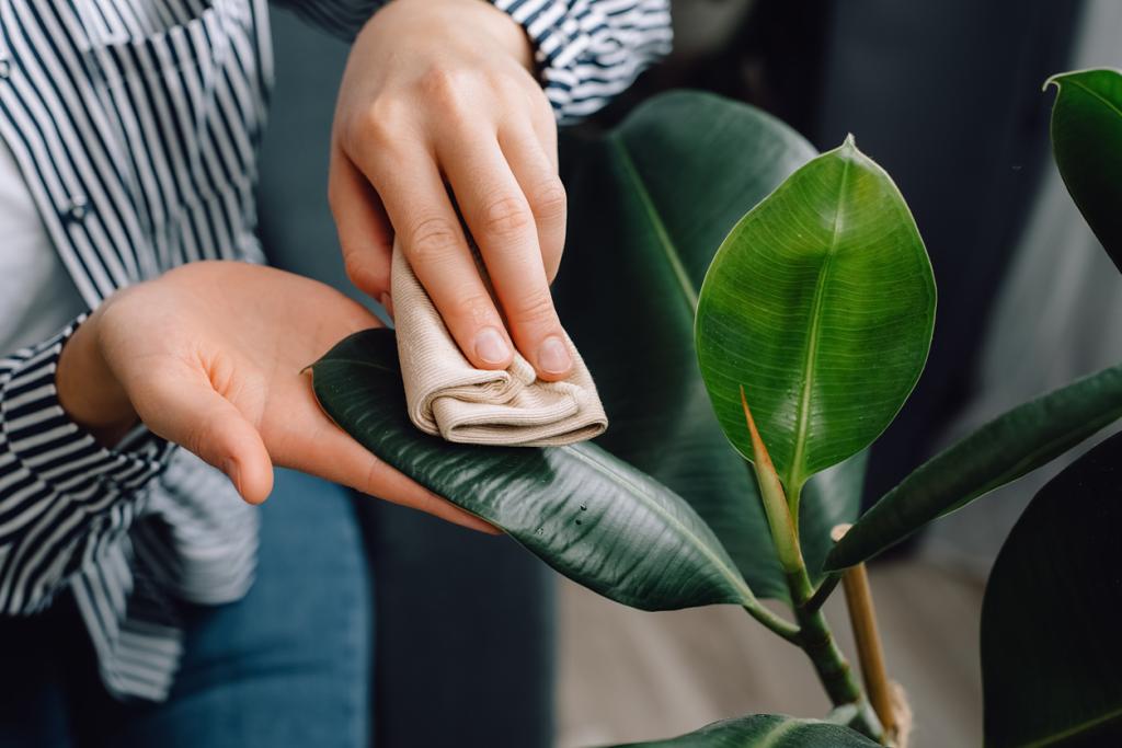 Cleaning your indoor plants is easy with a damp cloth.