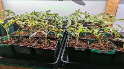 What to Know Before You Start Your Own Plants From Seed