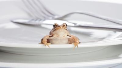 You Don’t Need to ‘Eat the Frog’ to Be More Productive