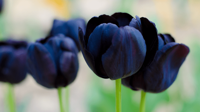 This Year, Try Growing a ‘Goth Garden’