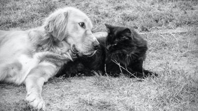 TikTok’s ‘Golden Retriever’ and ‘Black Cat’ Relationship Theory Is Toxic