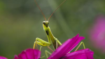 When You Should Buy Insects for Your Garden