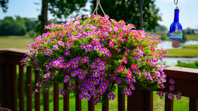 How to Successfully Repot Last Year’s Hanging Flower Baskets